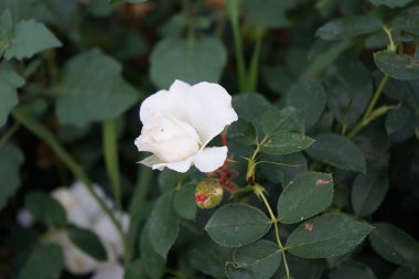 Floribunda, Rosa 'Kosmos' un gülü, Temmuz ayında parkta kaymak gibi beyaz çiçeklerle çiçek açıyor. Rose, Rosaceae familyasından, Rosa cinsine ait uzun ömürlü bir çiçek bitkisidir. Berlin, Almanya  