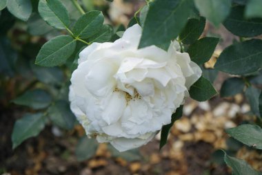 Floribunda, Rosa 'Kosmos' un gülü, Temmuz ayında parkta kaymak gibi beyaz çiçeklerle çiçek açıyor. Rose, Rosaceae familyasından, Rosa cinsine ait uzun ömürlü bir çiçek bitkisidir. Berlin, Almanya  