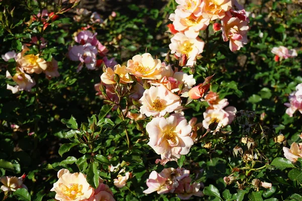 Ground cover rose, Rosa \'Jazz\', blooms with copper-orange to peach yellow flowers in July in the park. Rose is a woody perennial flowering plant of the genus Rosa, in the family Rosaceae. Berlin, Germany