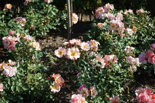 Rose Couvre Sol Rosa Jazz Fleurit Avec Des Fleurs Cuivre — Photo