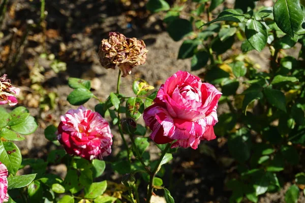 Hybrid tea rose, Rosa \'Julio Iglesias\', blooms with cream, pink and dark red marbled flowers in July in the park. Rose is a woody perennial flowering plant of the genus Rosa, in the family Rosaceae. Berlin, Germany