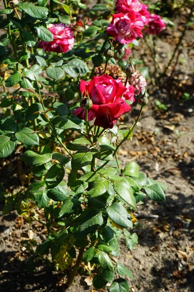 混合茶玫瑰 罗莎胡里奥Iglesias 开花与奶油和深红色大理石花7月在公园 玫瑰是蔷薇属的一种木质多年生开花植物 属于蔷薇科 德国柏林 — 图库照片
