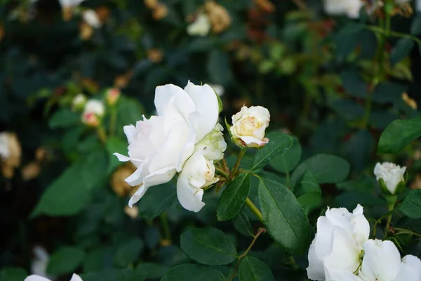 Floribunda rose, Rosa 'Kosmos', blooms with creamy white flowers in July in the park. Rose is a woody perennial flowering plant of the genus Rosa, in the family Rosaceae. Berlin, Germany