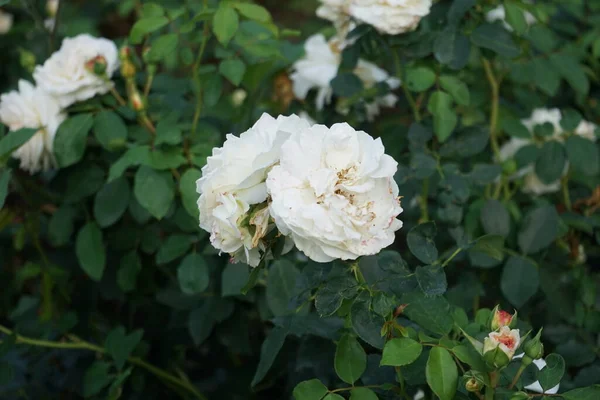 Floribunda rose, Rosa \'Kosmos\', blooms with creamy white flowers in July in the park. Rose is a woody perennial flowering plant of the genus Rosa, in the family Rosaceae. Berlin, Germany