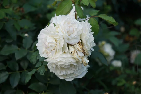 Floribunda rose, Rosa \'Kosmos\', blooms with creamy white flowers in July in the park. Rose is a woody perennial flowering plant of the genus Rosa, in the family Rosaceae. Berlin, Germany