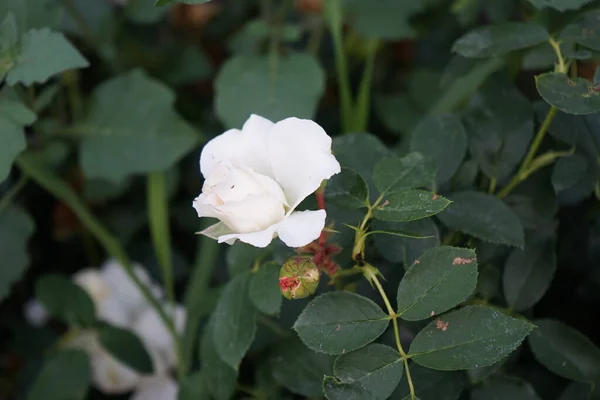 Róża Floribunda Rosa Kosmos Kwitnie Kremowymi Białymi Kwiatami Lipcu Parku — Zdjęcie stockowe