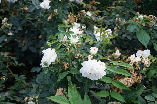 Floribunda Rosa Rosa Kosmos Florece Con Flores Blancas Cremosas Julio — Foto de Stock
