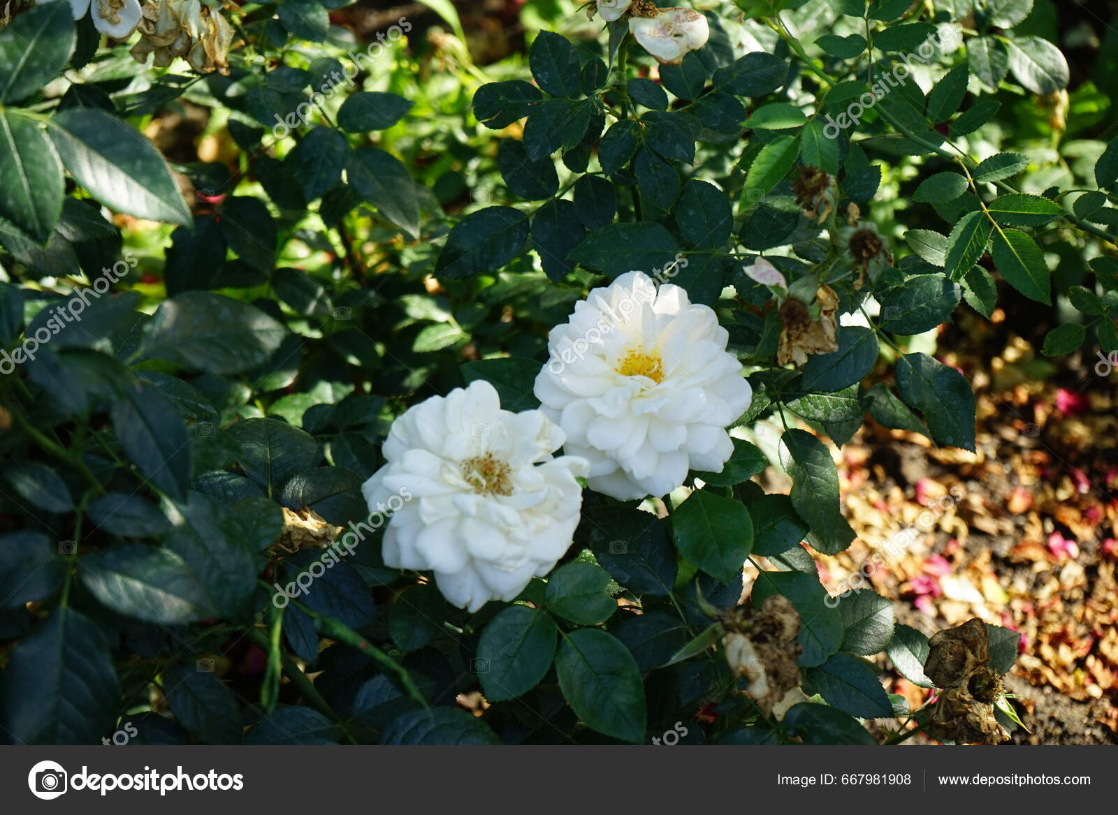 Floribunda Rose Rosa 'Lions Rose' Blooms Creamy White Flowers July Stock  Photo by ©cristaldream 667981908