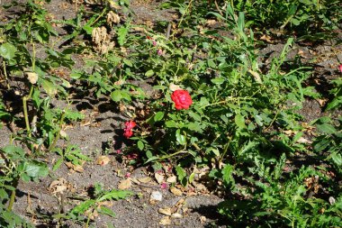 Floribunda gül, Rosa 'Blomen Çiçeği' Temmuz 'da parkta kırmızı-beyaz çiçeklerle çiçek açtı. Rose, Rosaceae familyasından, Rosa cinsine ait uzun ömürlü bir çiçek bitkisidir. Berlin, Almanya  