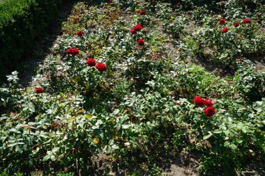 Floribunda gülü, Rosa 'Luebecker Rotspon', Temmuz ayında parkta kırmızı çiçeklerle açar. Rose, Rosaceae familyasından, Rosa cinsine ait uzun ömürlü bir çiçek bitkisidir. Berlin, Almanya 