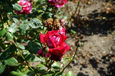 Yeşil sinek Lucilia Sezar, Temmuz ayında parkta Rosa 'Julio Iglesias' ın çiçeğine tünedi. Lucilia Caesar, sinekgiller (Calliphoridae) familyasından bir kuş türü. Berlin, Almanya 