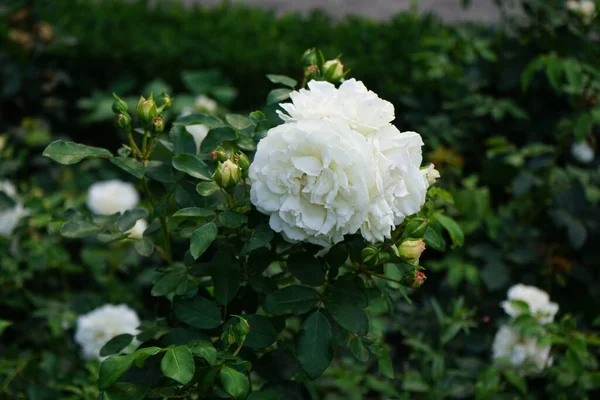 Floribunda Rosa Rosa Kosmos Floresce Com Flores Brancas Cremosas Julho — Fotografia de Stock