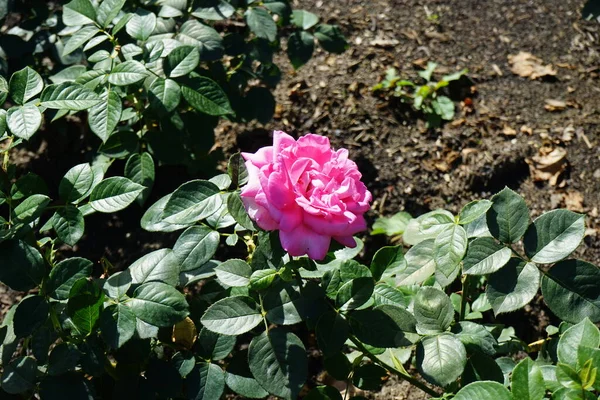 Υβριδικό Τριαντάφυλλο Τσαγιού Rosa Lady Ανθίζει Έντονα Ροζ Λουλούδια Τον — Φωτογραφία Αρχείου