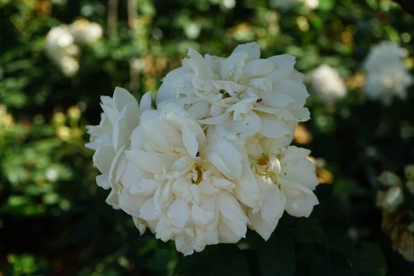 Floribunda Rose Rosa Lions Rose Blooms Creamy White Flowers July — Stock Photo, Image