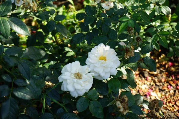 Róża Floribunda Rosa Lions Rose Kwitnie Kremowymi Białymi Kwiatami Lipcu — Zdjęcie stockowe