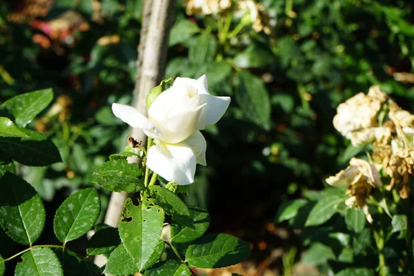 Флорибунда Троянда Роза Лев Роза Цвіте Кремово Білими Квітами Липні — стокове фото