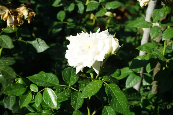 Floribunda rose, Rosa 'Lions-Rose', blooms with creamy white flowers in July in the park. Rose is a woody perennial flowering plant of the genus Rosa, in the family Rosaceae. Berlin, Germany