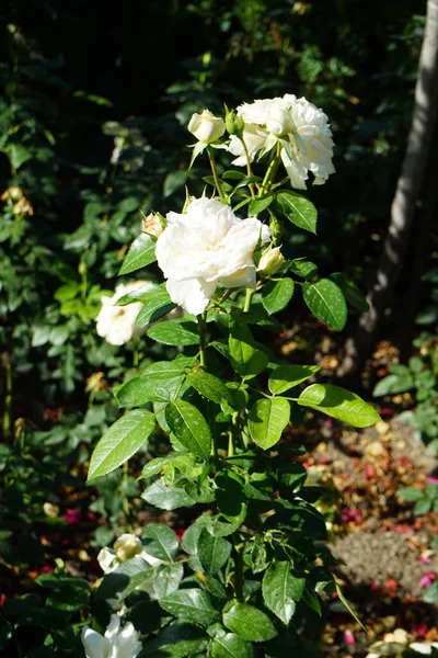 Floribunda rose, Rosa \'Lions-Rose\', blooms with creamy white flowers in July in the park. Rose is a woody perennial flowering plant of the genus Rosa, in the family Rosaceae. Berlin, Germany