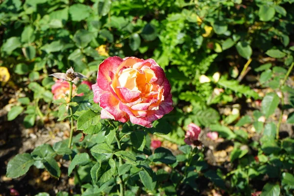 Melez Çay Gülü Rosa Lolita Temmuzda Parkta Parlak Bal Sarısı — Stok fotoğraf
