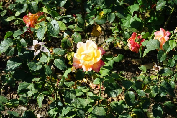 Υβριδικό Τριαντάφυλλο Τσαγιού Rosa Lolita Ανθίζει Έντονο Κίτρινο Μέλι Μια — Φωτογραφία Αρχείου