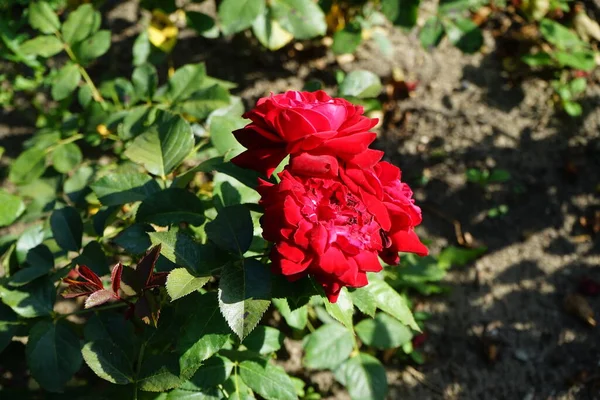 Floribunda rose, Rosa \'Luebecker Rotspon\', blooms with red flowers in July in the park. Rose is a woody perennial flowering plant of the genus Rosa, in the family Rosaceae. Berlin, Germany