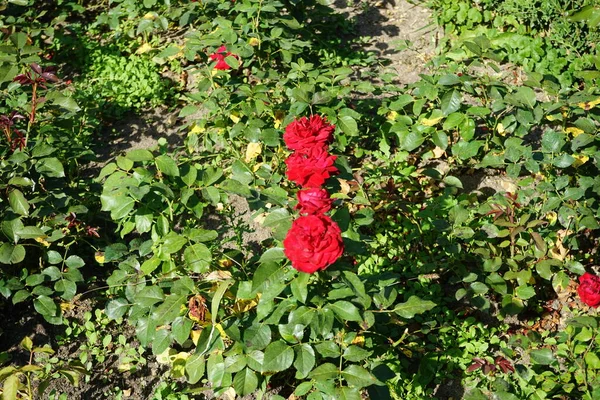 ローザ ルーベッカー ロトスポン のフロリバンダは 7月に公園で赤い花で咲いています ローズは 家族のロッシェスに属するローザのウッディ永遠の花の植物です ベルリン ドイツ — ストック写真