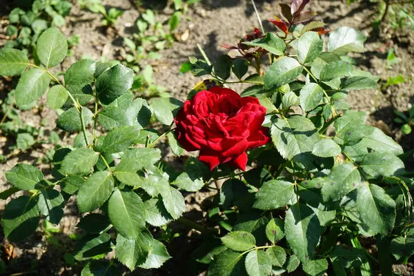 Floribunda Rose Rosa Luebecker Rotspon Fleurit Avec Des Fleurs Rouges — Photo