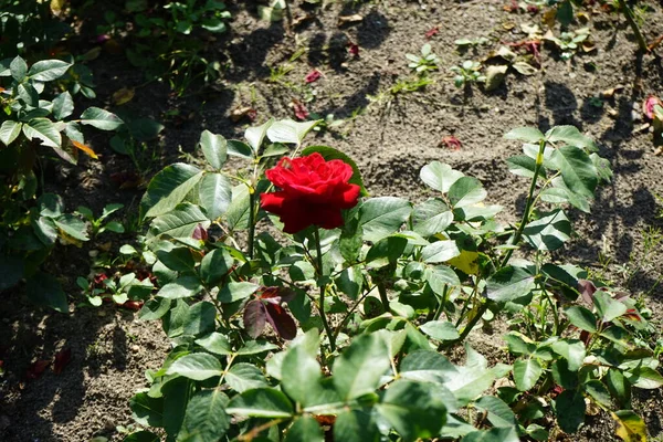 Floribunda Rose Rosa Luebecker Rotspon Blooms Red Flowers July Park — Stock Photo, Image