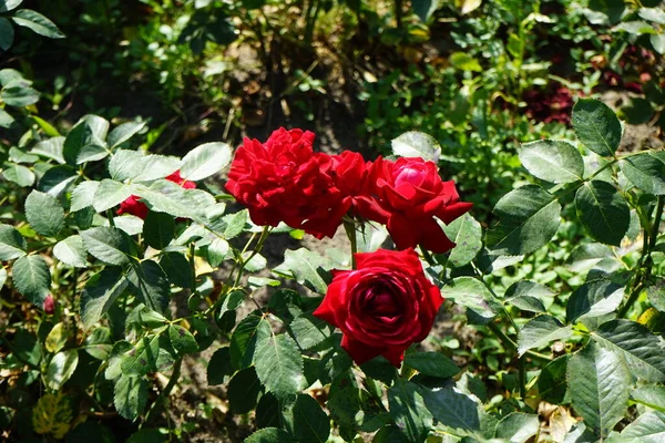 Róża Floribunda Rosa Luebecker Rotspon Kwitnie Czerwonymi Kwiatami Lipcu Parku — Zdjęcie stockowe