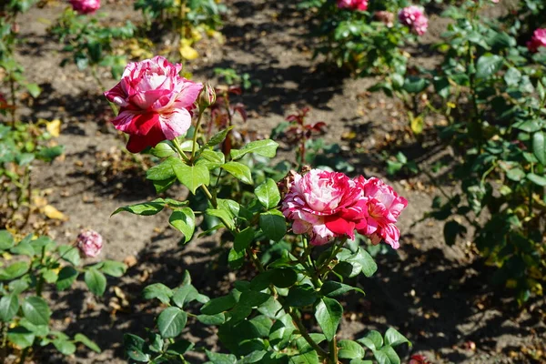 Hybrid tea rose, Rosa \'Julio Iglesias\', blooms with cream, pink and dark red marbled flowers in July in the park. Rose is a woody perennial flowering plant of the genus Rosa, in the family Rosaceae. Berlin, Germany