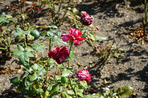 Υβριδικό Τριαντάφυλλο Τσαγιού Rosa Julio Iglesias Ανθίζει Κρέμα Ροζ Και — Φωτογραφία Αρχείου