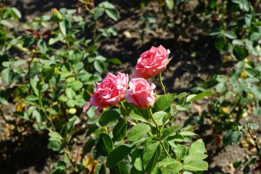 Melez çay gülü, Rosa 'Mondiale', temmuzda parkta ince somon pembe çiçekleriyle çiçek açar. Rose, Rosaceae familyasından, Rosa cinsine ait uzun ömürlü bir çiçek bitkisidir. Berlin, Almanya   