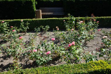 Melez çay gülü, Rosa 'Mondiale', temmuzda parkta ince somon pembe çiçekleriyle çiçek açar. Rose, Rosaceae familyasından, Rosa cinsine ait uzun ömürlü bir çiçek bitkisidir. Berlin, Almanya   