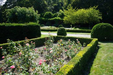 Melez çay gülü, Rosa 'Mondiale', temmuzda parkta ince somon pembe çiçekleriyle çiçek açar. Rose, Rosaceae familyasından, Rosa cinsine ait uzun ömürlü bir çiçek bitkisidir. Berlin, Almanya   