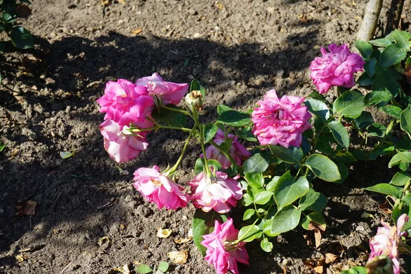 Ceaiul Hibrid Rosa Manou Meilland Înflorește Flori Intense Culoare Roz — Fotografie, imagine de stoc