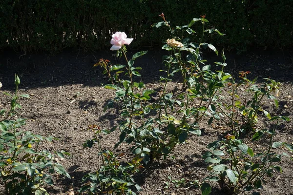 ハイブリッドティーローズ ローザ Maerchenkoenigin ソフトピンクで咲き 公園で7月に真珠のピンクの花に浸ります ローズは 家族のロッシェスに属するローザのウッディ永遠の花の植物です ベルリン ドイツ — ストック写真