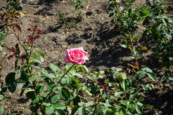 Rosier Hybride Rosa Mondiale Fleurit Avec Subtiles Fleurs Roses Saumon — Photo