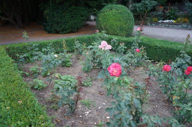 Melez çay gülü, Rosa 'Neue Revue', içinde sarımsı beyaz çiçeklerle birlikte, Temmuz ayında parkta kırmızı bir sınır çiçeği açar. Rose, Rosaceae familyasından, Rosa cinsine ait uzun ömürlü bir çiçek bitkisidir. Berlin, Almanya  