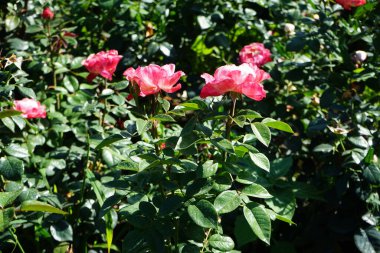 Melez çay gülü, Rosa 'Nostalji', temmuzda parkta kiraz kırmızısı çiçekleri eşliğinde kremalı beyazla açar. Rose, Rosaceae familyasından, Rosa cinsine ait uzun ömürlü bir çiçek bitkisidir. Berlin, Almanya  