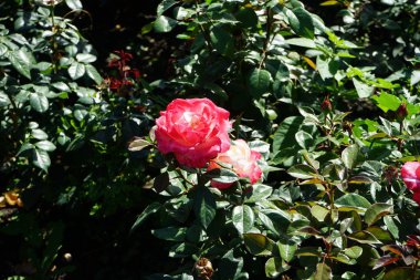 Melez çay gülü, Rosa 'Nostalji', temmuzda parkta kiraz kırmızısı çiçekleri eşliğinde kremalı beyazla açar. Rose, Rosaceae familyasından, Rosa cinsine ait uzun ömürlü bir çiçek bitkisidir. Berlin, Almanya  