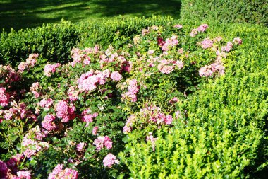 Saha örtüsü gül, Rosa 'Palmengarten Frankfurt', Temmuz ayında parkta koyu pembe çiçeklerle açar. Rose, Rosaceae familyasından, Rosa cinsine ait uzun ömürlü bir çiçek bitkisidir. Berlin, Almanya  