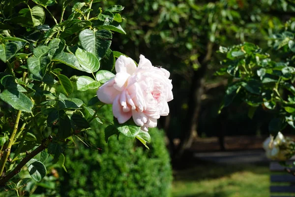 Tree rose, Rosa \'Myriam\', blooms with strong antique pink flowers in July in the park. Rose is a woody perennial flowering plant of the genus Rosa, in the family Rosaceae. Berlin, Germany