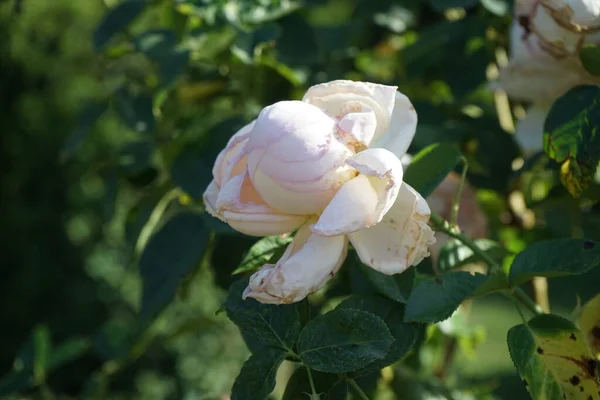 Tree rose, Rosa \'Myriam\', blooms with strong antique pink flowers in July in the park. Rose is a woody perennial flowering plant of the genus Rosa, in the family Rosaceae. Berlin, Germany