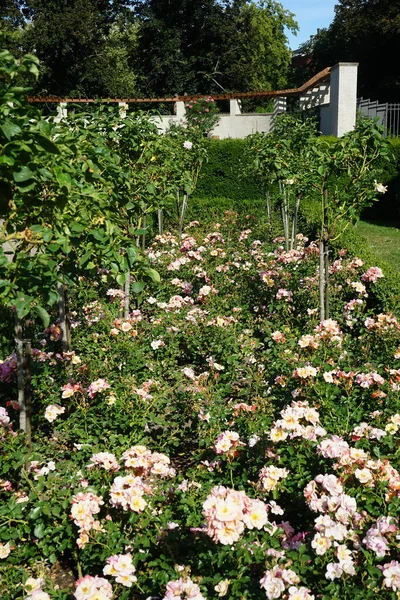 그라운드 그리고 Myriam 공원에서 Rose 다년생 식물로 로자과과 Rosaceae 속한다 — 스톡 사진