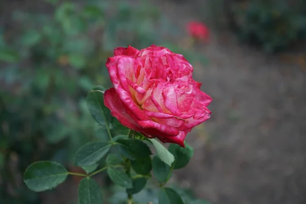Hybrid Tea Rose Rosa Neue Revue Blooms Yellowish White Scarlet — Stock Photo, Image