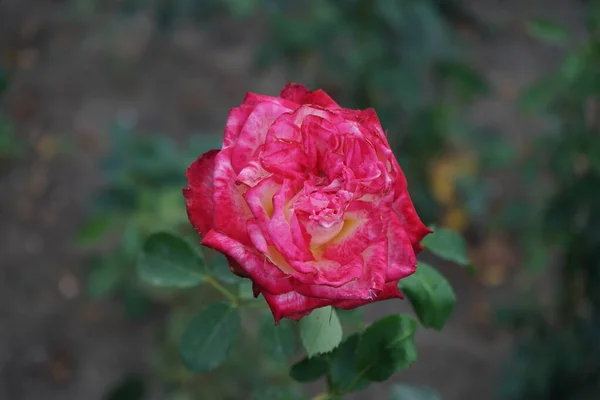 混合茶玫瑰 罗莎的 Neue Revue 内部开着黄白色的花 7月公园里开着一朵红色的边境花 玫瑰是蔷薇属的一种木质多年生开花植物 属于蔷薇科 德国柏林 — 图库照片