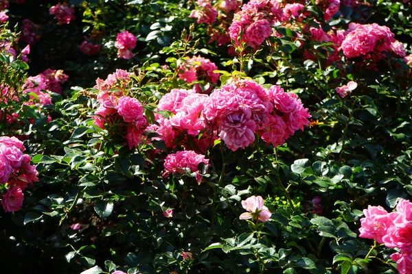 Ground cover rose, Rosa 'Palmengarten Frankfurt', blooms with dark pink flowers in July in the park. Rose is a woody perennial flowering plant of the genus Rosa, in the family Rosaceae. Berlin, Germany