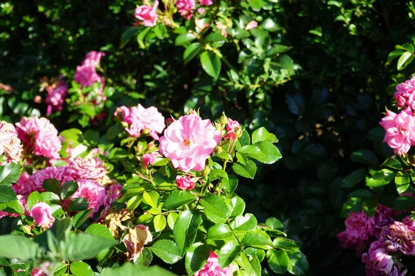 Ground cover rose, Rosa 'Palmengarten Frankfurt', blooms with dark pink flowers in July in the park. Rose is a woody perennial flowering plant of the genus Rosa, in the family Rosaceae. Berlin, Germany