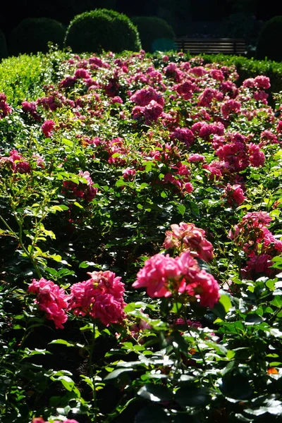 グラウンドカバーローズ ローザ パルメンテンテンフランクフルト 公園で7月に暗いピンクの花で咲きます ローズは 家族のロッシェスに属するローザのウッディ永遠の花の植物です ベルリン ドイツ — ストック写真