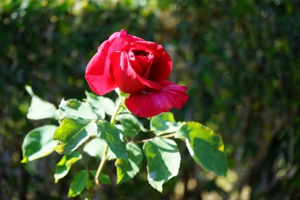 Hybrid Tea Rose Rosa Papa Meilland Blooms Dark Red Flowers — Stock Photo, Image